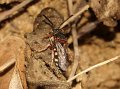 14 Epeolus variegatus f Stalberg De Hamert_resize